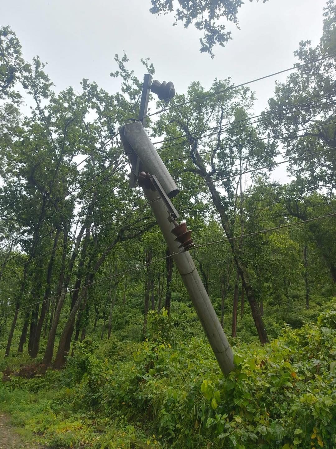 लगातारको वर्षाले रुख ढल्दा सुर्खेत–जाजरकोटतर्फको विद्युत् सेवा प्रभावित