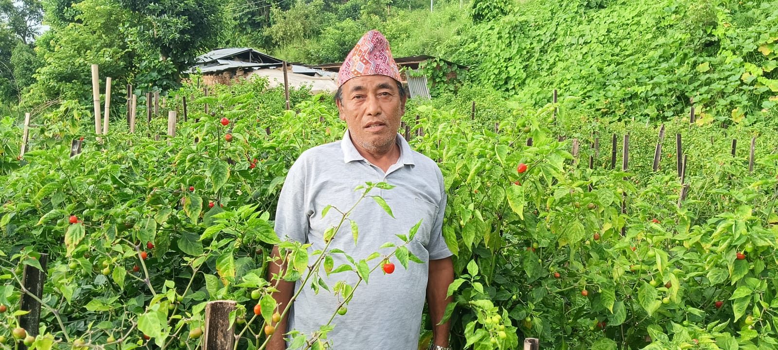 अकबरे खुर्सानी खेतीबाट लाखौँ कमाउँदै मोतीबहादुर सारू मगर