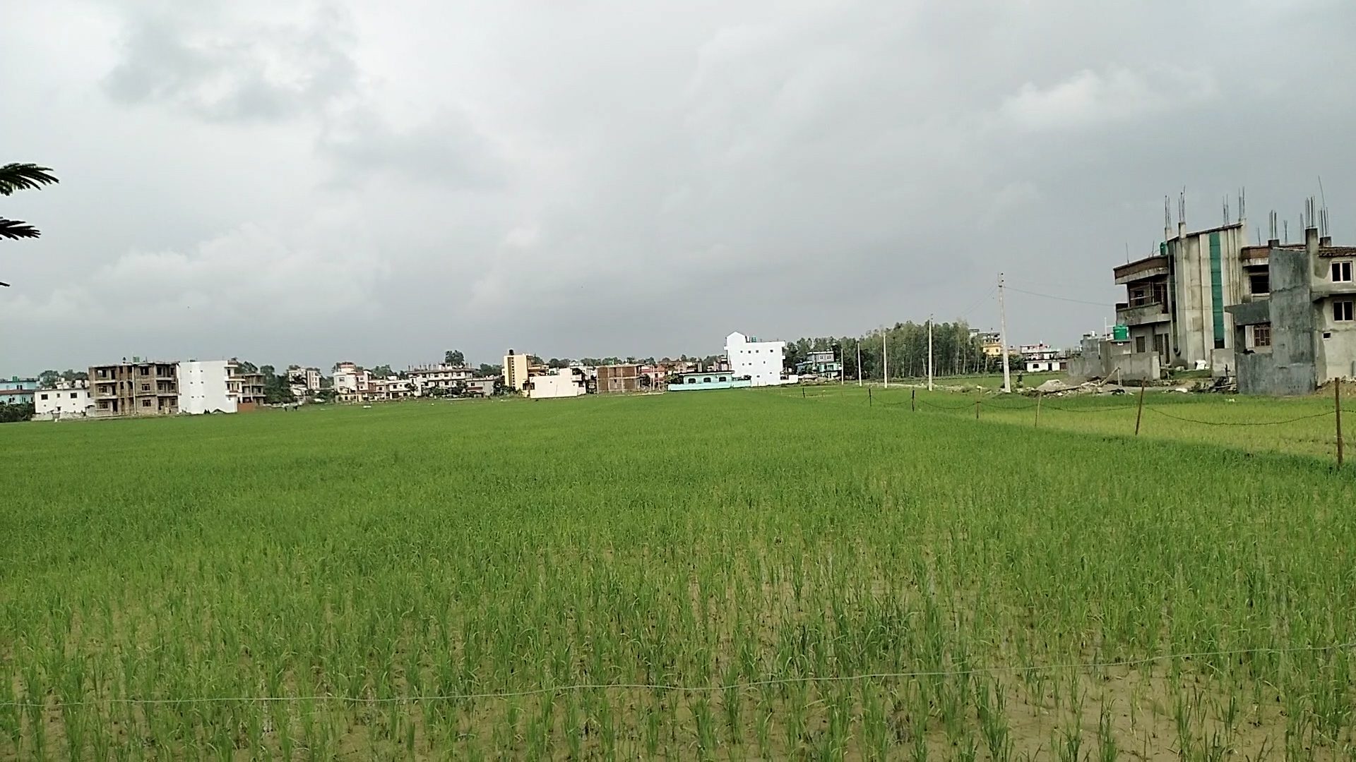 रासायनिक मलको अभावमै रोपाई गर्न बाध्य भए सूदूरपश्चिमका किसान