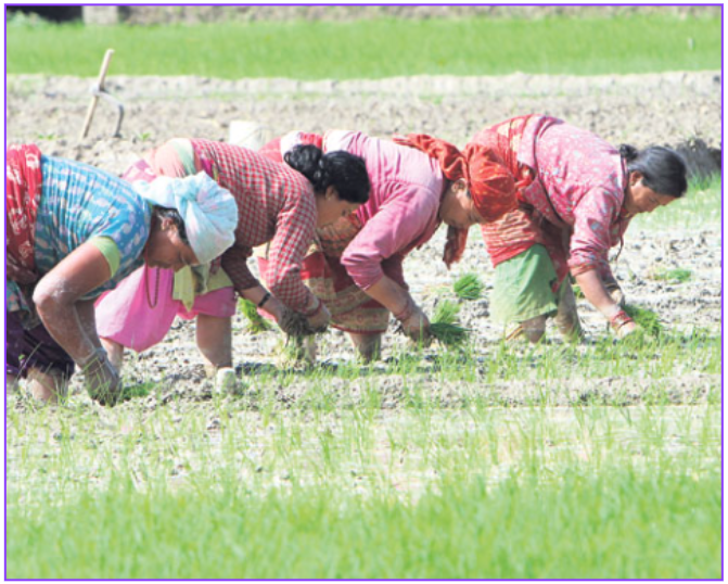 ९६ प्रतिशत सकियो धान रोपाइँ, सुदूरपश्चिममा शतप्रतिशत सम्पन्न